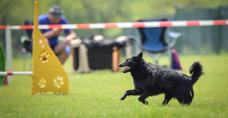 Schipperke Agility Training, kleiner schwarzer Hund beim Training