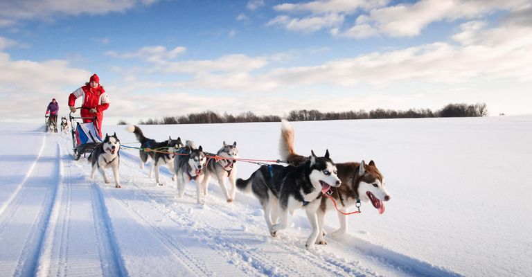 Mushing, Hundeschlitten, Schlittenhunderennen mit Husky, Siberian Husky ziehen eine Rodel, Hund, Säugetier, Schlittenhund, Canidae, Grönlandhund, Northern Inuit Hund, Fahrzeug,