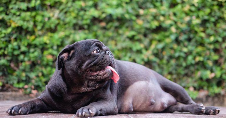 Säugetier, Wirbeltier, Hund, Hunderasse, Canidae, Schnauze, Haut, Begleithund, Fleischfresser, Falten, schwangerer Hund, Bulldogge die schwanger ist mit Welpen