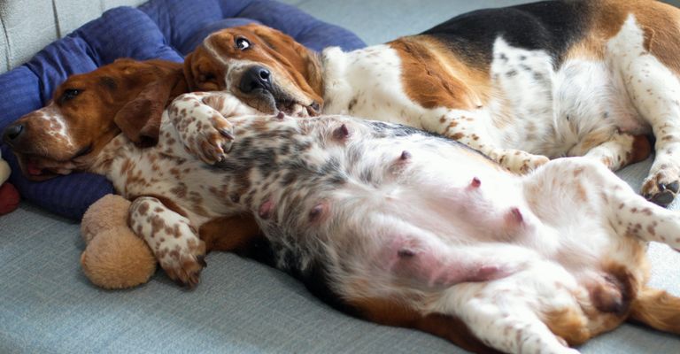 Hund, Säugetier, Wirbeltier, Canidae, Hunderasse, Fleischfresser, Sporting Group, Welsh Springer Spaniel, Begleithund, French Spaniel, Jagdhund ähnlich Beagle liegt schwanger im Bett, schwangerer Hund mit Zitzen, Hundemama, Hundepapa