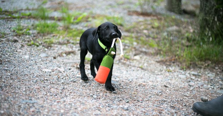 Hund, Canidae, Hunderasse, schwarzer Labrador Retriever Welpe apportiert einen Futterbeutel, Sporting Group, Hund ähnlich Patterdale Terrier, Fleischfresser, Jagdhund, Retriever, Rasse ähnlich Flat-Coated Retriever,