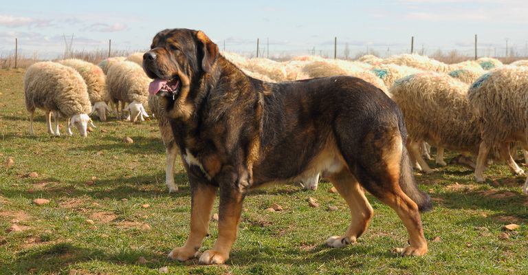 Spanischer Mastiff auf einer Weide mit Schafen und beschützt und bewach diese, Riesenhunderasse, Herdenschutzhund, Wachhund, große Hunderasse aus Spanien, spanische Hunderasse, braun schwarzer Maske, Listenhund, Molosser aus Spanien