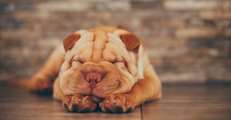 Hund, Shar pei Welpe rot, Canidae, Ori-pei, Faltenhund, Schnauze, Haut, Hunderasse, Welpe, Hund ähnlich alte englische Bulldogge, roter Hund, kleiner roter Welpe