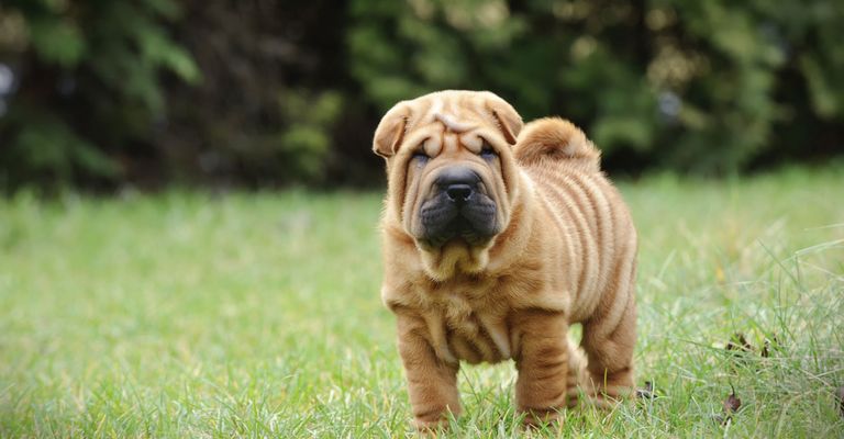 Hund, Säugetier, Shar pei Welpe, Wirbeltier, Hunderasse, Canidae, Faltenhund, Hund mit sehr kleinen Ohren und gerollter Rute, kleiner hellbrauner Hund mit dunkler Schnauze