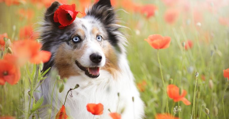 Säugetier, Wirbeltier, Hund, Hunderasse, Canidae, Fleischfresser, Rasse ähnlich australischer Collie, Begleithund, Hund ähnlich Border Collie, Schnauze, Shetland Sheepdog genannt Sheltie ist ein kleiner dreifärbiger Hund der oft Merle Farbe hat und sehr ähnlich einem australian Shepherd oder Border Collie, Hund mit blauen Augen