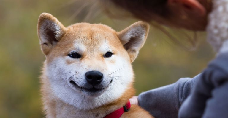 Hund, Säugetier, Wirbeltier, Hunderasse, Canidae, Shiba, Fleischfresser, Akita-Getränk, Kanaan-Hund, Shiba Inu lacht in die Kamera mit einer roten Leine, rot weißer Hund der kniehoch ist und Stehohren hat, Hund ähnlich Fuchs