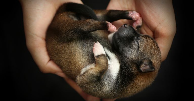 Nase, Schnauze, Welpe, Canidae, Hand, Fleischfresser, Kitz, Pfote, Ohr, Nagel, ganz neu geborener Hund, Shiba Inu Welpe akufen, american Akita Inu Welpe