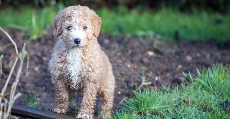 Hund, Säugetier, Wirbeltier, Canidae, Hunderasse, Fleischfresser, Pudelkreuzung, Goldendoodle, spanischer Wasserhund, Sporting Group, junger Spanischer Hund, mittelgroße Hunderasse mit hellem Fell, Hund ähnlich Golden Retriever, Hunderasse ähnlich Pudel, Spanischer Wasserhund der braun und weiß ist, heller Hund, Lockiges Fell, Hypoallergene Rasse, Allergikerhund