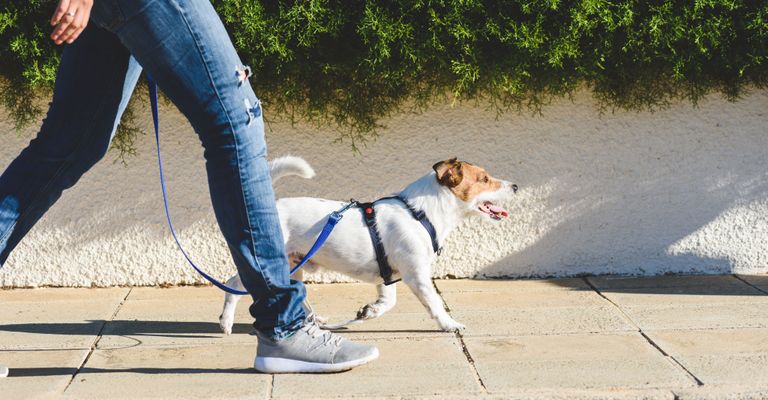 Hund, Wirbeltier, Canidae, Säugetier, Leine, Hunderasse, Begleithund, Fleischfresser, Hundespaziergang, Sportgruppe, Terrier geht mit Brustgeschirr an der Leine bei Fuß