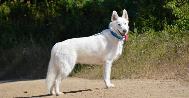 Pflanze,Hund,Halsband,Fleischfresser,Kitz,Hundezubehör,Begleithund,Hunderasse,Gras,Terrier,