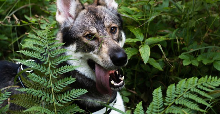 Tamaskan Hund hechelt und schaut direkt in die Kamera, dunkler Tamaskan, schwarzer grauer HUnd der aussieht wie Husky, Hund ähnlich Wolf