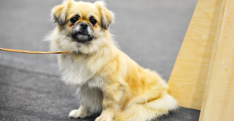 Anfängerhund für Senioren, Tibet Spaniel, Anfängerhunderasse, heller Hund mit kurzen Beinen, kleiner Hund für Anfänger, Stadthund