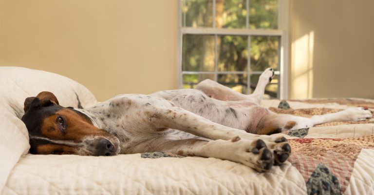 Treeing Walker Coonhound liegt im Bett und schläft, dreifärbige Hunderasse aus Amerika, amerikanischer Jagdhund für die Jagd auf Waschbären und Opposums, Hund mit langen Schlappohren, gepunktete Hunderasse, großer Hund