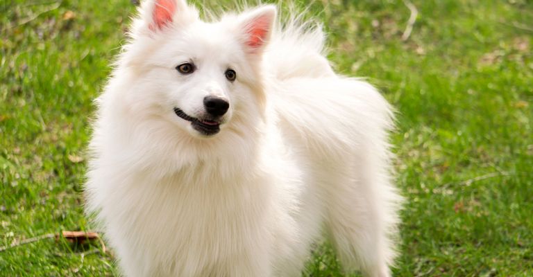 Hund, Säugetier, Wirbeltier, Hunderasse, Canidae, deutscher Spitz mittel, Fleischfresser, weißer American Eskimo Dog stehend auf Wiese