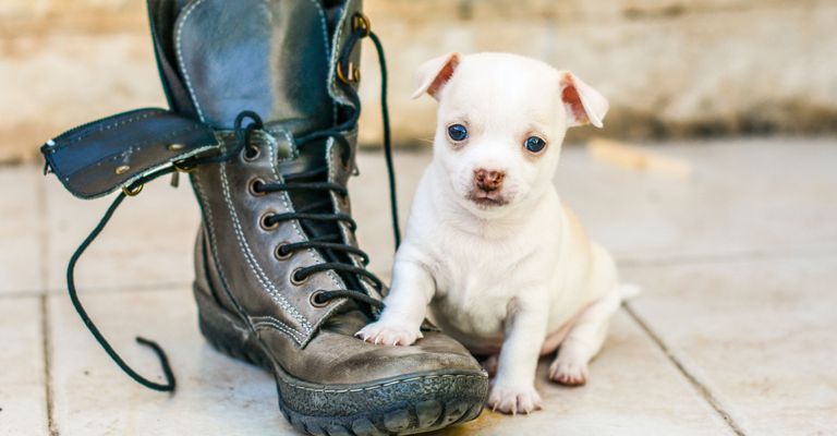 Hund, Canidae, Hunderasse, Welpe, Begleithund, Fleischfresser, Schuhe, weißer Chihuahua Welpe kurzhaarig, Seltene Rasse (Hund), Schuh,