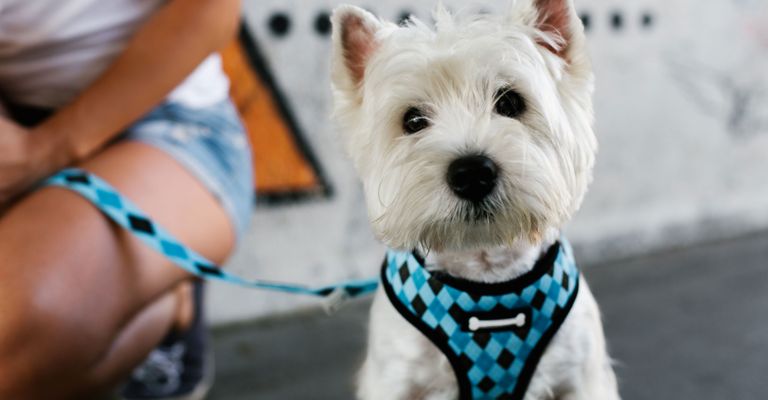 Hund, Säugetier, Canidae, Hunderasse, West Highland White Terrier mit Brustgeschirr in blau und Leine die dazupasst, Fleischfresser, Terrier, Leine, Begleithund, Schnauze,