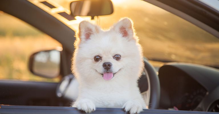 Hund, Säugetier, Canidae, Pommersche, Hunderasse, Haut, Welpe, Begleithund, Schnauze, Spitz sitzt im Auto und schaut heraus, die Zunge streckt er auch heraus, kleiner Zwergspitz in weiß frisch geschoren