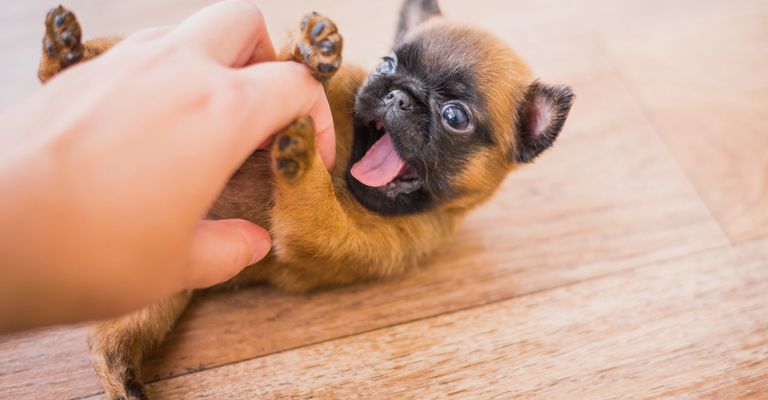 Petit Brabançon Rassebeschreibung, kleiner Welpe Hund ohne Nase spielt mit einem Menschenhand, Mops ähnliche Hunderasse aus Belgien, belgische Hunderasse braun schwarz, kleine Hunderasse als Begleithund, Familienhund, Welpe spielt und reißt das Maul dabei auf und will in die Hand beißen