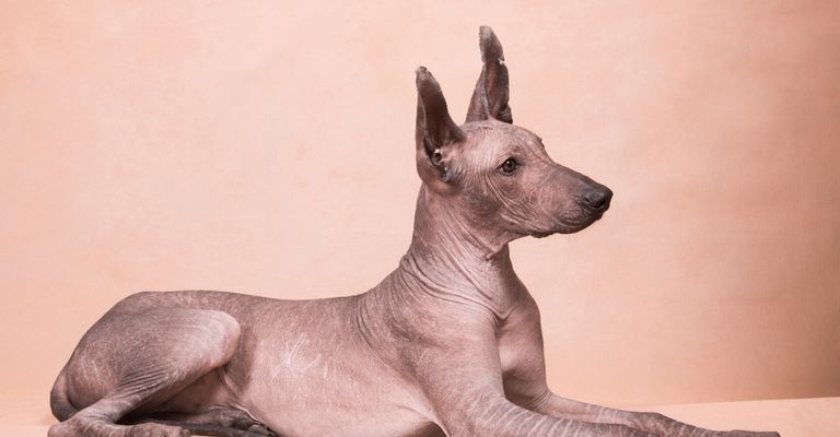 Xolo Nackhund liegt, Hund ohne Haare, Hund ohne Fell, Stehohren bei kleinem braunen Hund