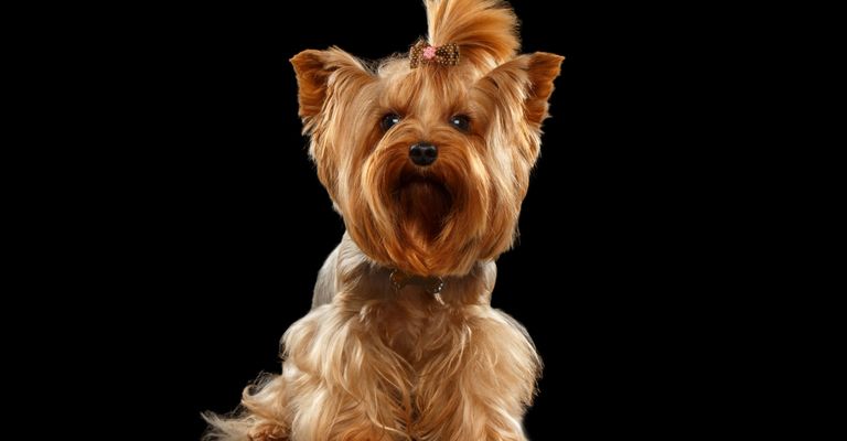 Hund, Säugetier, Yorkshire Terrier, Canidae, Hunderasse, Terrier, Kleiner Terrier, Yorkshire Terrier mit Zopf am Kopf, kleiner brauner Hund mit langem Fell, Anfängerhund, Hund ähnlich Shih Tzu