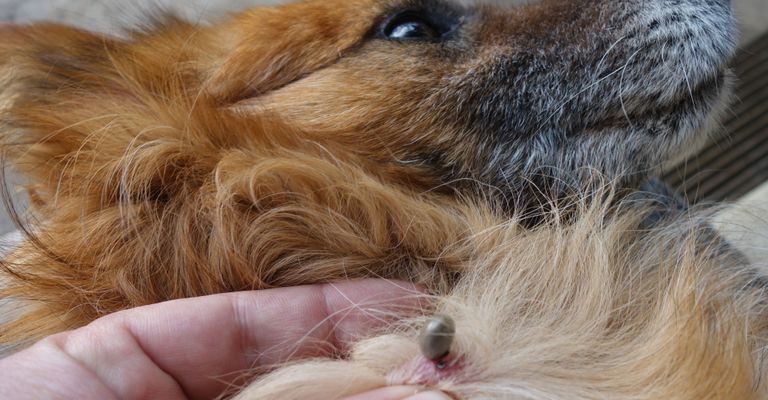 Hund, Canidae, Hunderasse, Fleischfresser, Schnauze, Begleithund, australischer Terrier, Norwich Terrier, Terrier, Welpe, Hund mit langem Fell hat einen Zecken am Hals, Hund mit Zecke, Zeckenbiss beim Hund