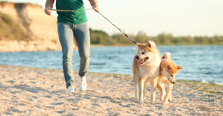 Hund, Säugetier, Wirbeltier, Canidae, Hunderasse, Leine, Fleischfresser, Hundespaziergang, Begleithund, Akita Inu bei Spaziergang am Strand