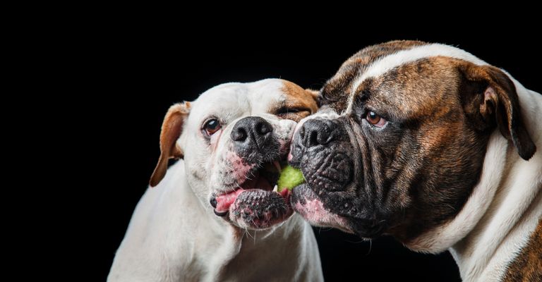 Hund, Säugetier, Wirbeltier, Hunderasse, Canidae, Bulldogge, Fleischfresser, alte englische Bulldogge, Boxer, Zwei American Bullys kauen auf einem Tennisball vor schwarzem Hintergrund