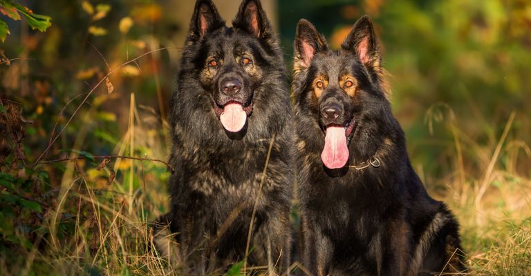 Hund, Säugetier, Wirbeltier, Canidae, Hunderasse, Altdeutscher Schäferhund, Fleischfresser, Deutscher Schäferhund, Zwei schwarze sitzende Deutsche Schäferhunde im Gras