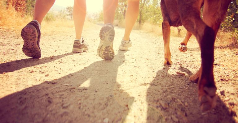 Menschliches Bein beim Joggen und Hund daneben her, Bein, Schatten, Freundschaft, Mensch, Barfuß, Baum, Boden, Schuhe, Menschlicher Körper,