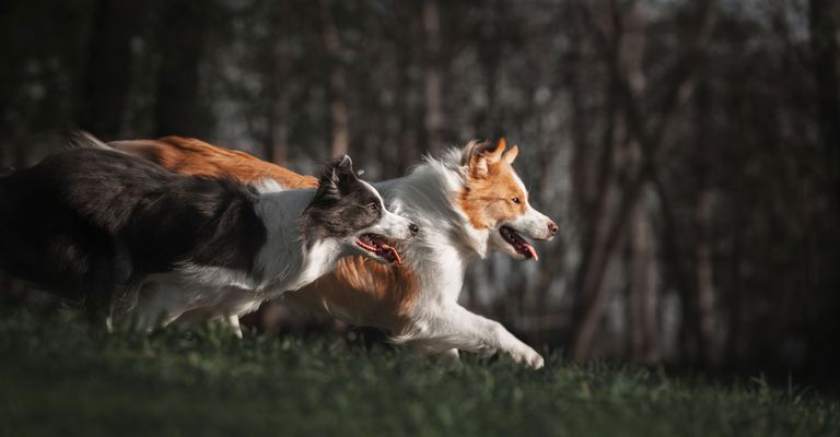 Säugetier, Wirbeltier, Hund, Canidae, Hunderasse, Fleischfresser, Collie, zwei Boarder Collie laufen über Wiese im Wald