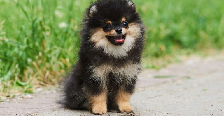 Hund, Säugetier, Wirbeltier, Canidae, Hunderasse, Pomeranian Zwergspitz in braun schwarz, kleiner Hund der aussieht wie ein Bär, kleiner Spitz