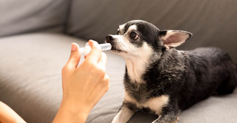 Selected focus on syringe woman gives medicine to chihuahua dog with syringe