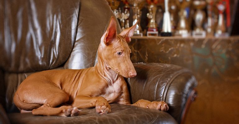 Pharaoh dog front view on stone wall background