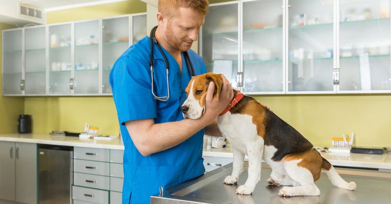 Veterinarian examines cute beagle dog in clinic