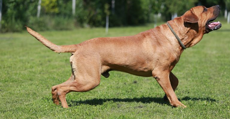 Japanese fighting dog Tosa Inu in greenery