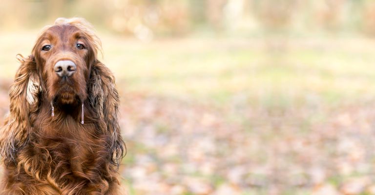 Drooling Irish Setter dog looks into the camera