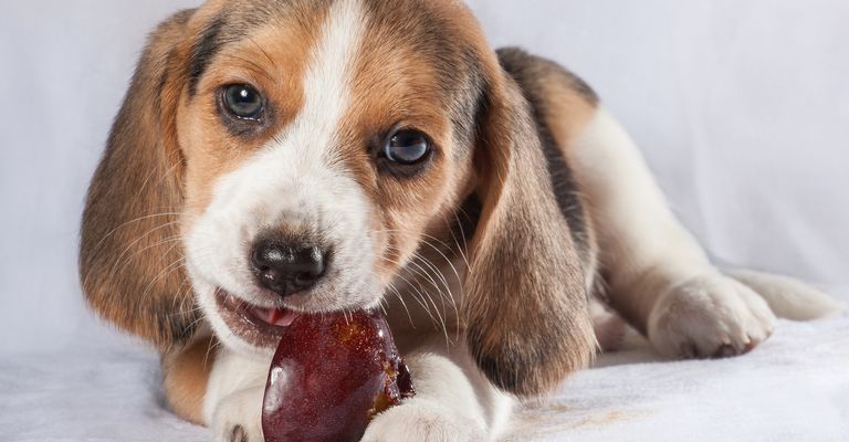 Beagle puppy eats plum