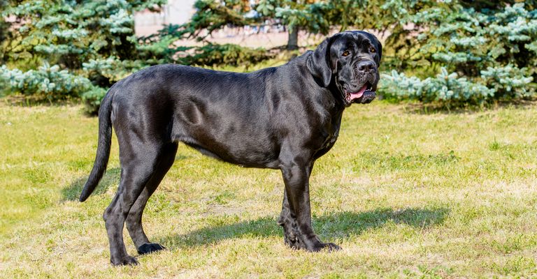 Cane Corso un-cropped. The Cane Corso without tail docking and ear cropping stands on the green grass in the park.