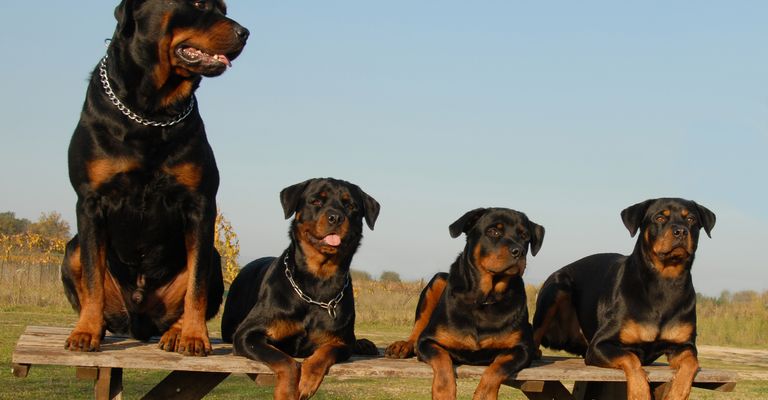 Four watchful dogs: family with purebred Rottweilers