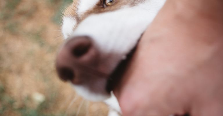 Photo of a man's hand and a husky. Dog plays with the owner, bites his hand