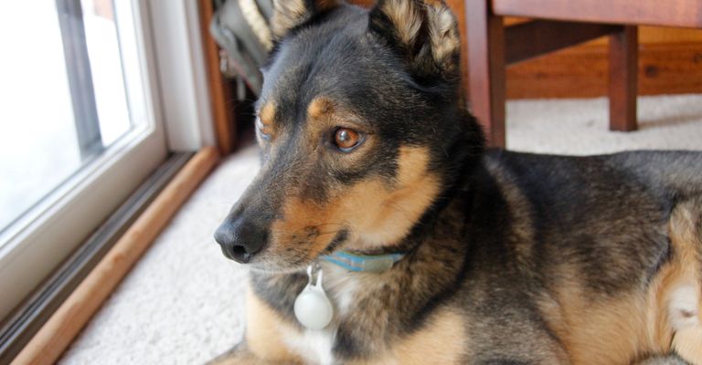 The rescued Rotweiller husky mongrel sits inside waiting