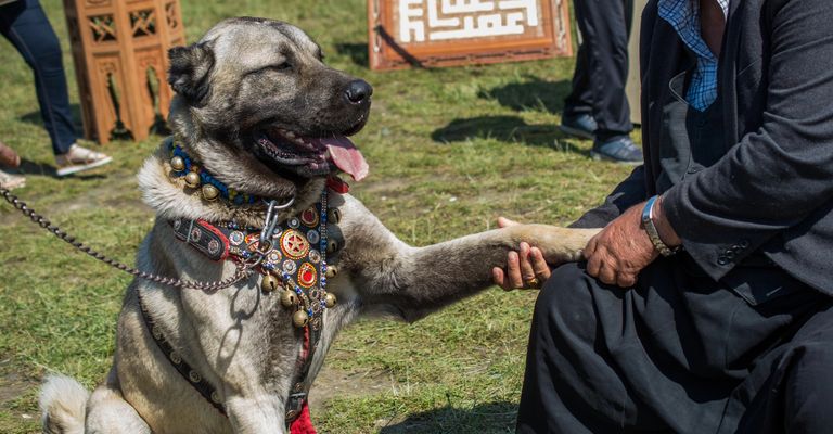 Turkish shepherd dog Kangal as a guard dog