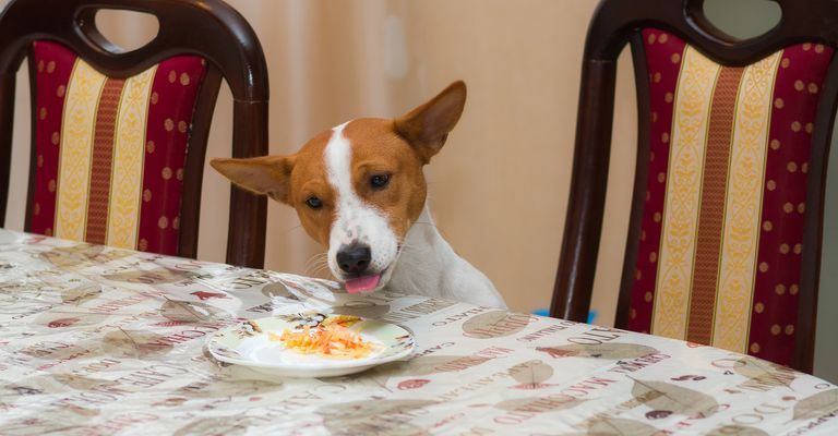 Hungry dog steals food and pleases beings who are alone at home.