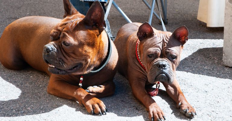 Chongqing dog, Chinese dog breed at dog show, photo of two red dogs.