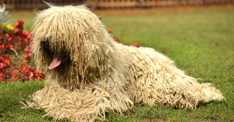 Portrait of komondor