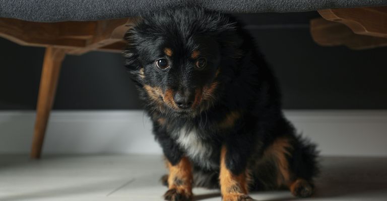 Stressed dog hides under the sofa. Domestic violence against pets