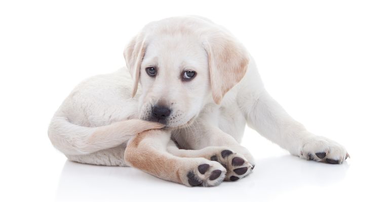 Funny Labrador Retriever puppy dog chewing tail
