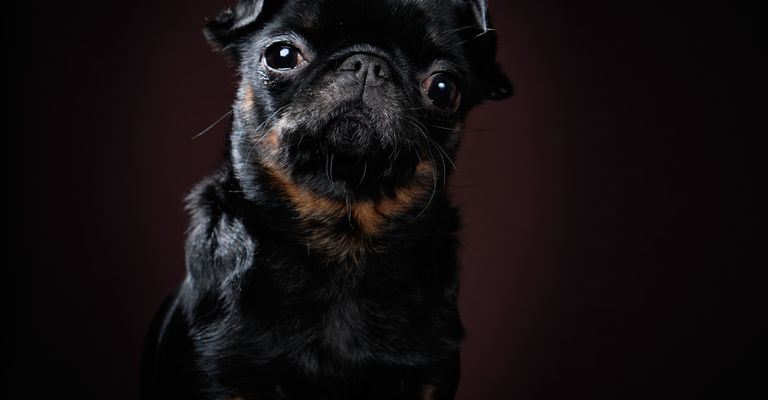 Portrait of small Braban dog on dark background, profile view
