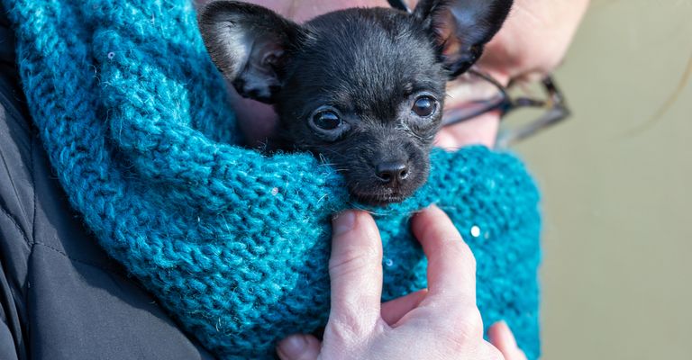Take a puppy, ChiPoo, Poodle - Chihuahua mix.
