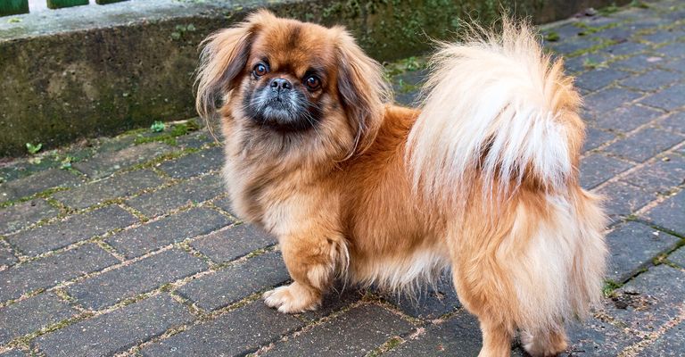Pekingese, also called lion dogs, are an ancient breed of dog that bears a resemblance to Chinese guardian lions when sitting on the ground.